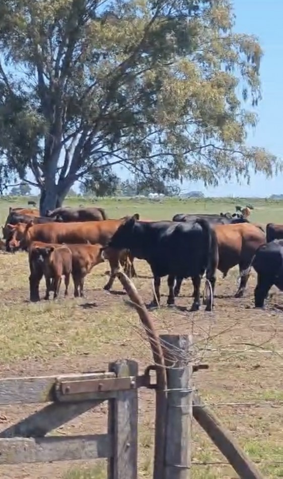 VENTA CAMPO MIXTO 1000 HECTAREAS - SOBRE RUTA 3