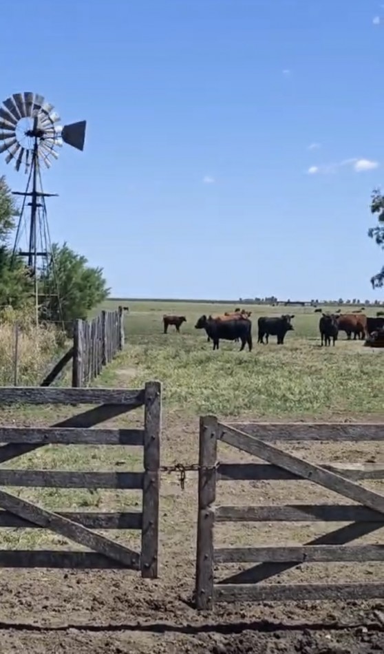 VENTA CAMPO MIXTO 1000 HECTAREAS - SOBRE RUTA 3